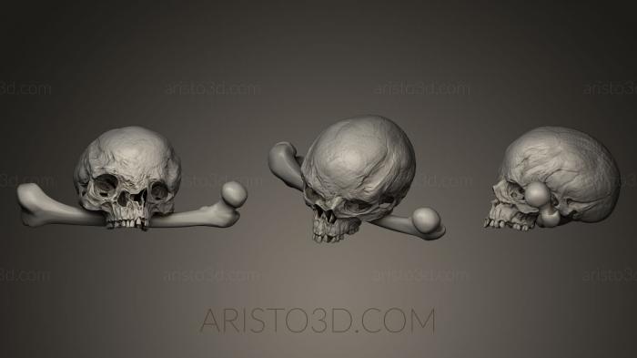 Anatomy of skeletons and skulls (ANTM_0039) 3D model for CNC machine